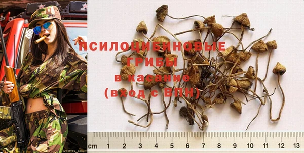 гашик Зеленокумск